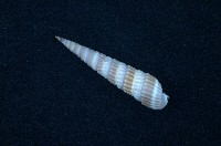 藏品(紅筍螺)的圖片